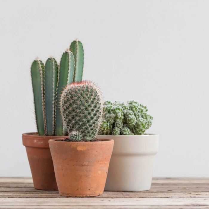 Cactus room decor diy ideas